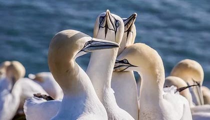 欧预赛悬念终结，胜者斩获胜利