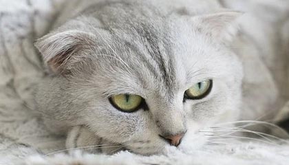 乌兹别克球队高调备战，拼尽全力争取胜利