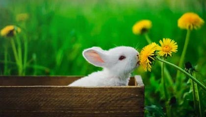 热血篮球精神传承不息，球迷狂热支持